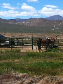 Am Wegesrand - Highway 50 Nevada (Bild: Arno Wietschorke)