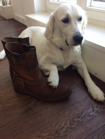 Redwing Pecos& White Retriever Ella (Bild: Marcus Mühleis, Twitter@MMbrey )