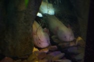 Kaum noch in freier Natur zu finden: Der Axolotl